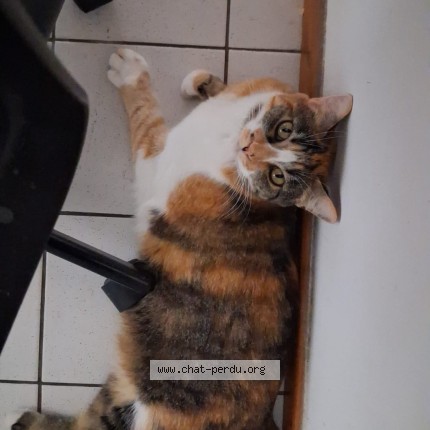 Photo of a cat found in Nerac