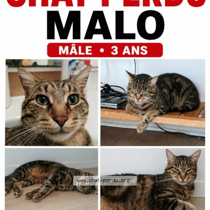 Photo of a cat found in Rochefort En Yvelines
