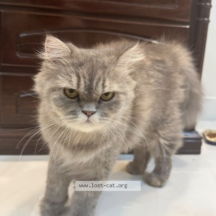 Picture of cat found at Rawalpindi