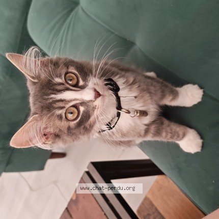 Photo of a cat found in Treillieres
