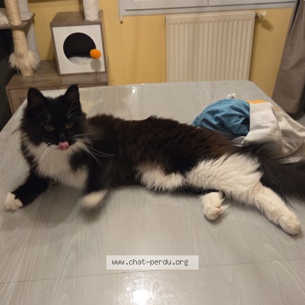 Photo of a cat found in Bordeaux