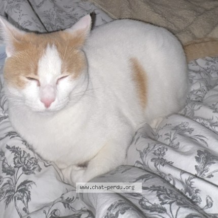 Photo of a cat found in Coudekerque Branche