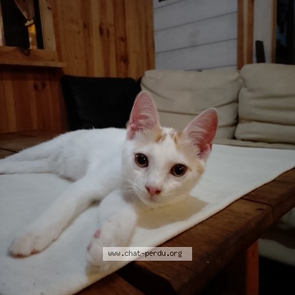 Photo of a cat found in Rion Des Landes