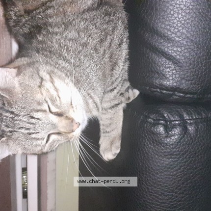 Foto 1/1 kokie Kat vermist in Charleroi