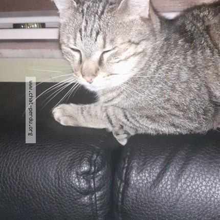 Foto 1/1 kokie Kat vermist in Charleroi
