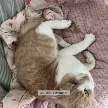Photo of a cat found in Evreux