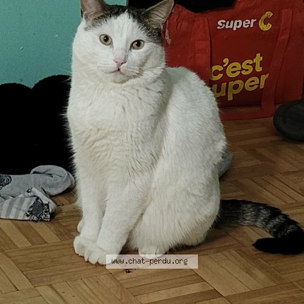Photo 1/1 Deamon Cat lost in Saint Jerome