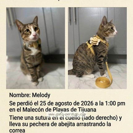 Photo of a cat found in Tijuana