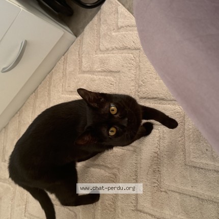 Photo of a cat found in Mulhouse