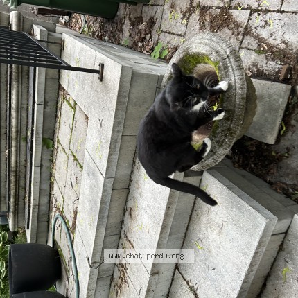 Photo 1/1 Harry Cat lost in Candiac