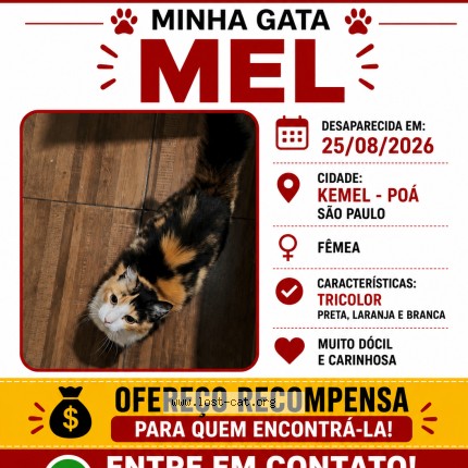 Foto de gato perdido em Poa