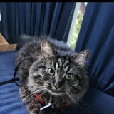 Dixon