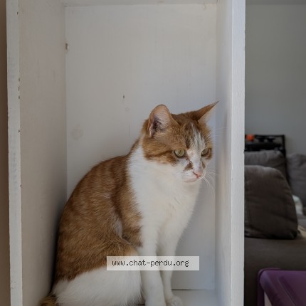 Photo of a cat found in Saint Sebastien Sur Loire