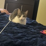 meower