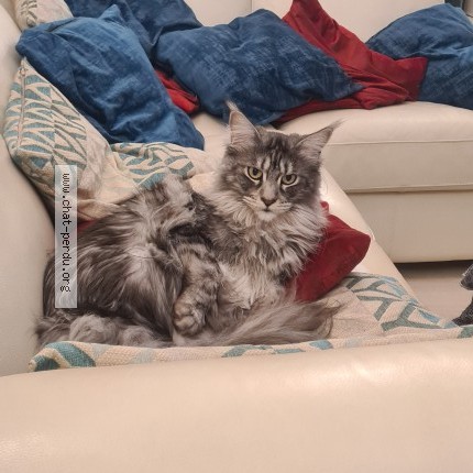 Photo of a cat found in Nevez