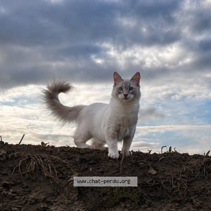 Foto 1/1 Blue Kat vermist in Gembloux