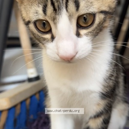 Photo of a cat found in Villefranche Sur Saone
