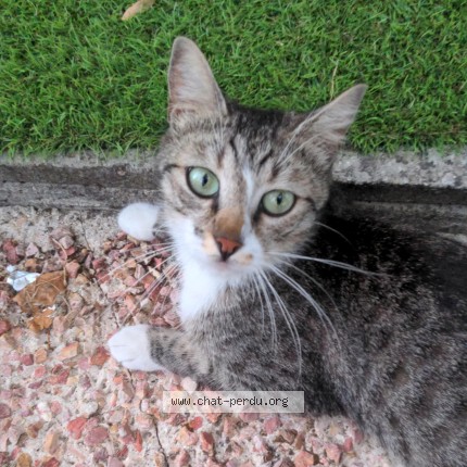 Photo of a cat found in Houilles