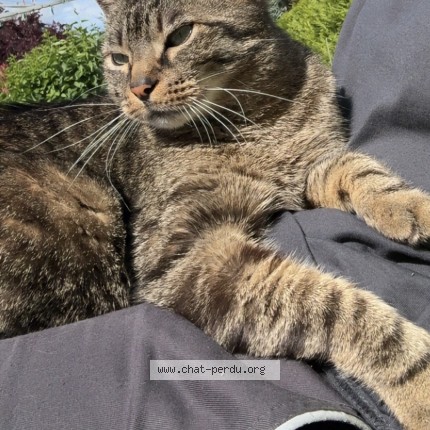 Photo of a cat found in Ifs
