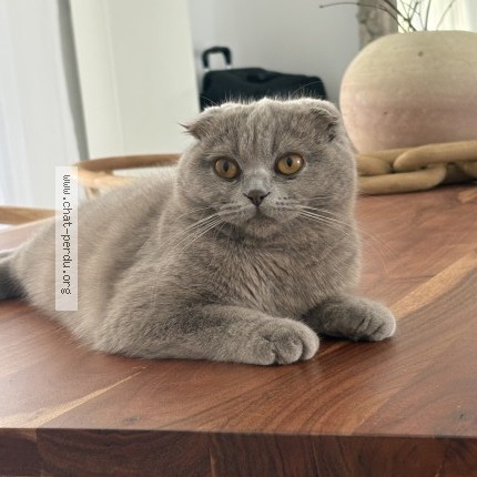 Photo of a cat found in Villefontaine