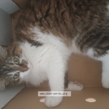Foto 1/1 Claudia Kat vermist in Forest