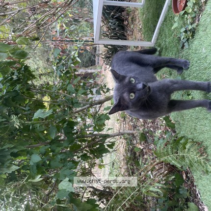 Photo of a cat found in Nantes