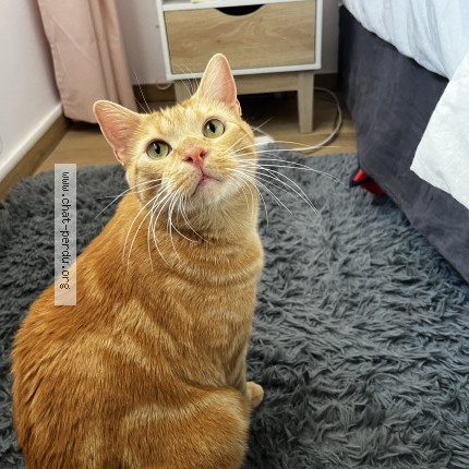 Photo of a cat found in Bourgoin Jallieu