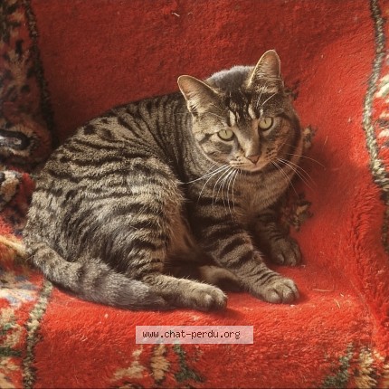 Photo of a cat found in Barrais Bussolles