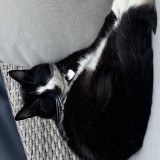 Pruni
