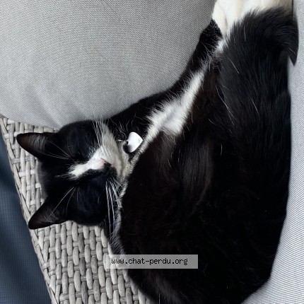 Photo 1/1 Pruni Cat lost in Sainte Therese