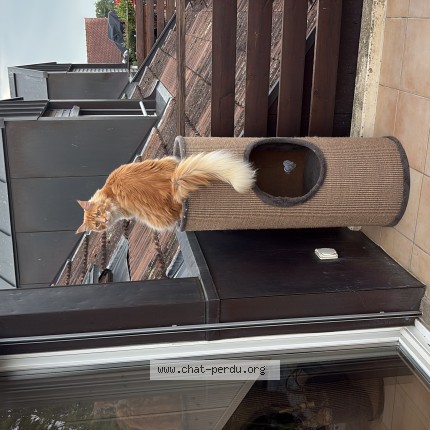 Foto 1/1 Leo Gatto smarrito a Founex