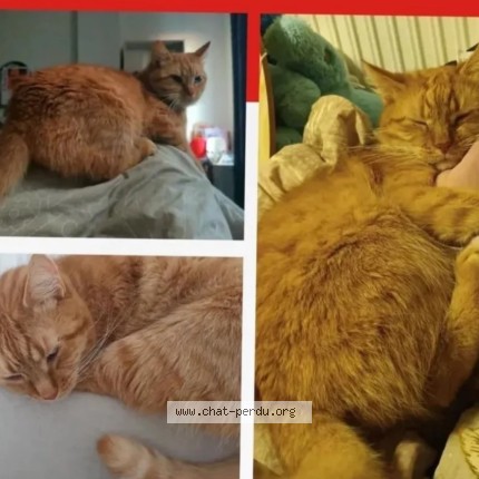 Foto 1/1 Horatio Kat vermist in Lasne