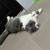 mia