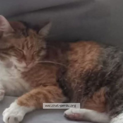 Photo of a cat found in Carignan De Bordeaux