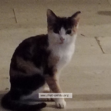 Photo of a cat found in Roubaix