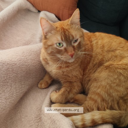 Photo of a cat found in Maule