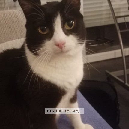 Photo of a cat found in Rennes