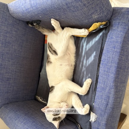 Photo 1/1 Bholu Cat lost in Pune