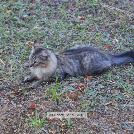 Photo of a cat found in Gratentour