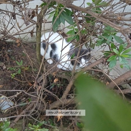 Foto 2/2 Kat gevonden Gevonden in Anderlecht