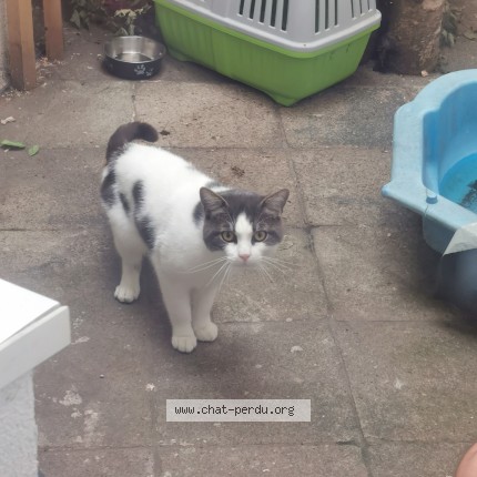 Foto 3/4 Kat gevonden Gevonden in Anderlecht