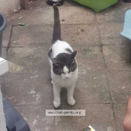 Foto 4/4 Kat gevonden Gevonden in Anderlecht