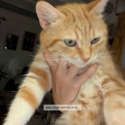 Photo of a cat found in Gap