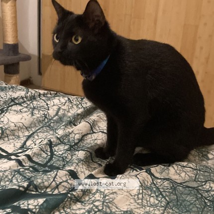 Photo 1/1 Batsy Cat lost in Pretoria