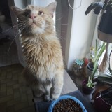 Mika
