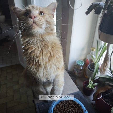 Foto 1/1 Mika Kat vermist in Marcinelle