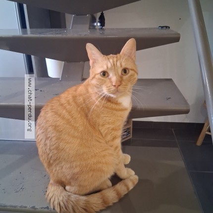 Photo of a cat found in Grignan