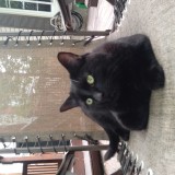 Tiga
