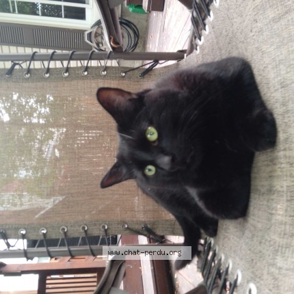 Photo 1/1 Tiga Cat lost in Laval