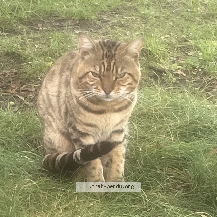 Picture of cat found at Longueuil